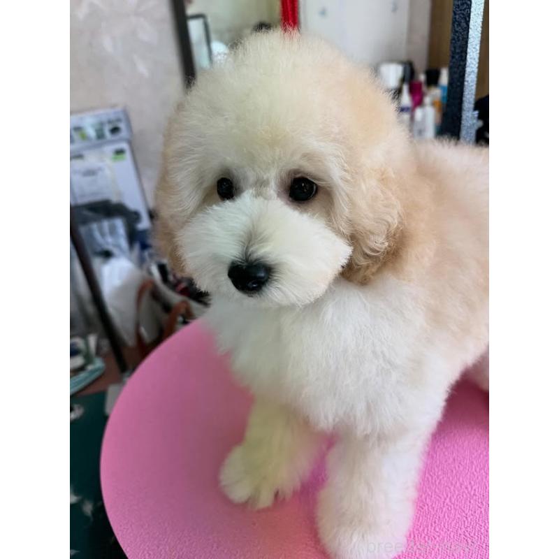 販売中の山梨県のトイプードル-422947の4枚目