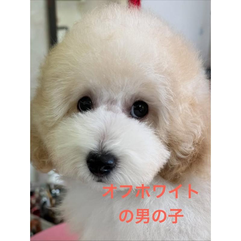 販売中の山梨県のトイプードル-422947の3枚目