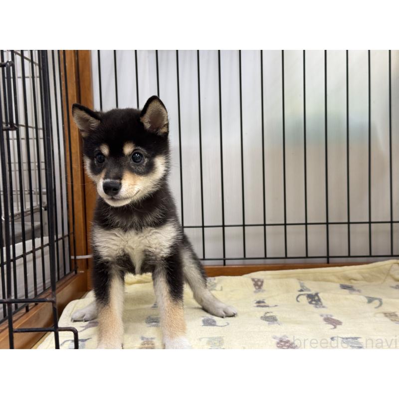 販売中の岡山県の豆柴-406448の3枚目