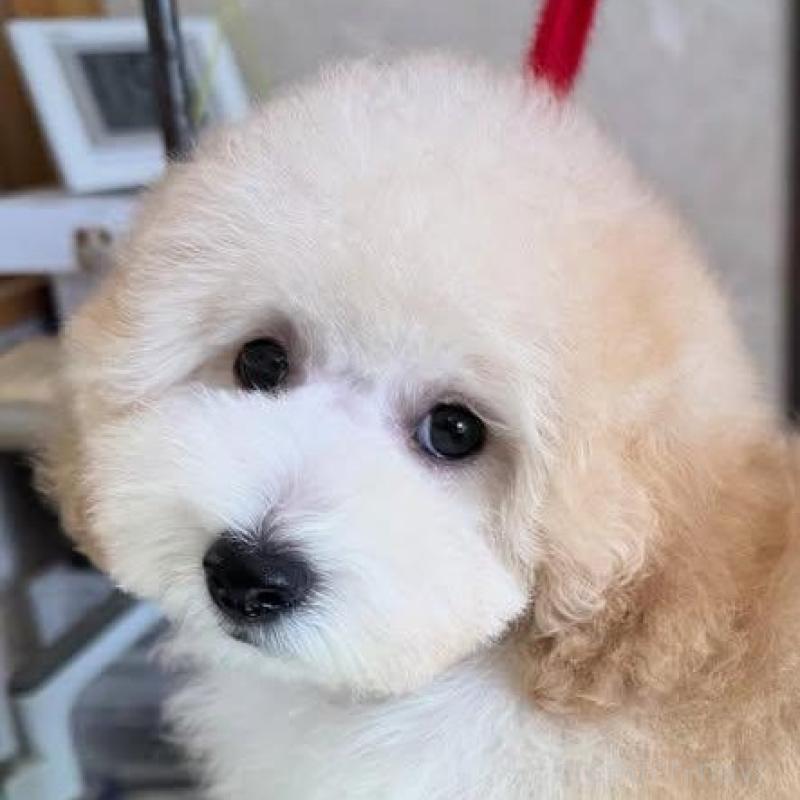 販売中の山梨県のトイプードル-422947