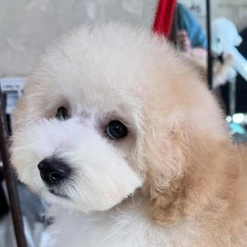 販売中の山梨県のトイプードル-422947の2枚目