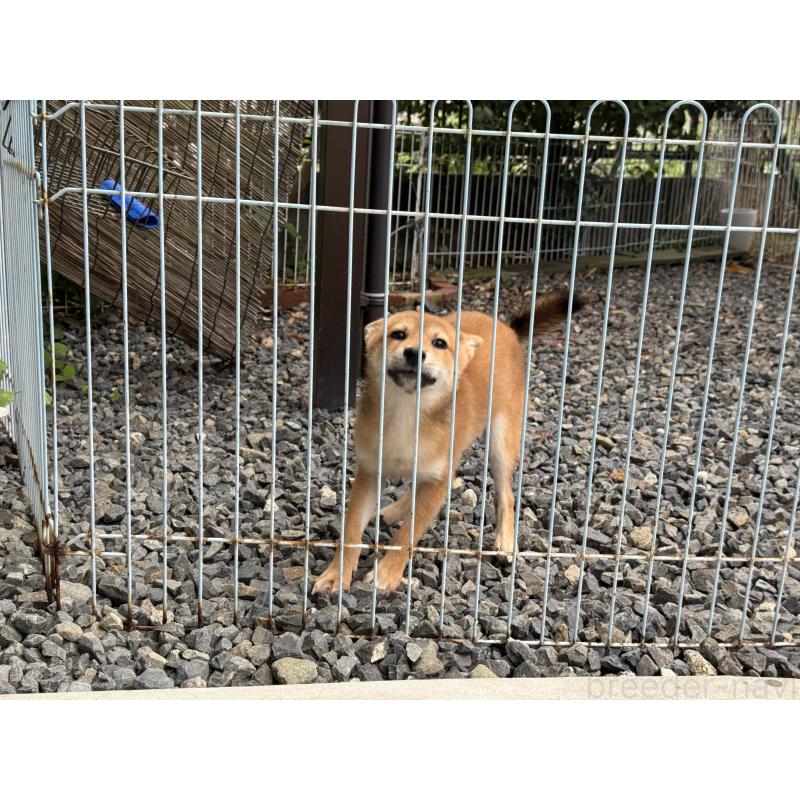 販売中の岡山県の柴犬-403114の2枚目