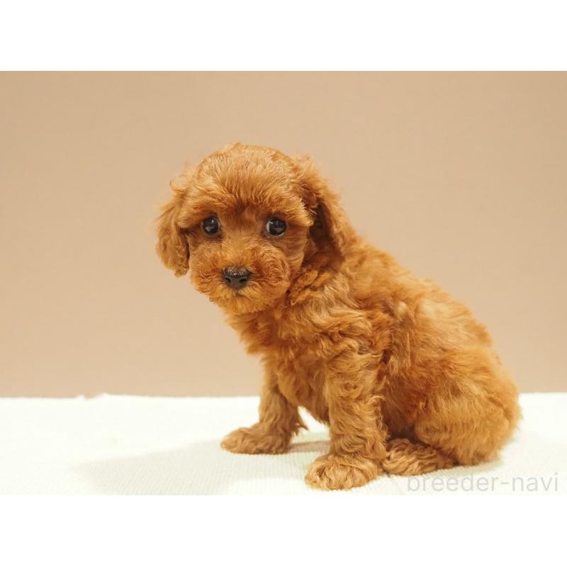 販売中の愛知県のタイニープードル-422949の8枚目