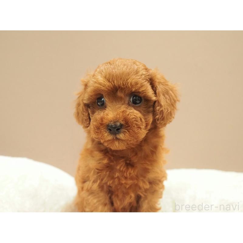 販売中の愛知県のタイニープードル-422949の7枚目