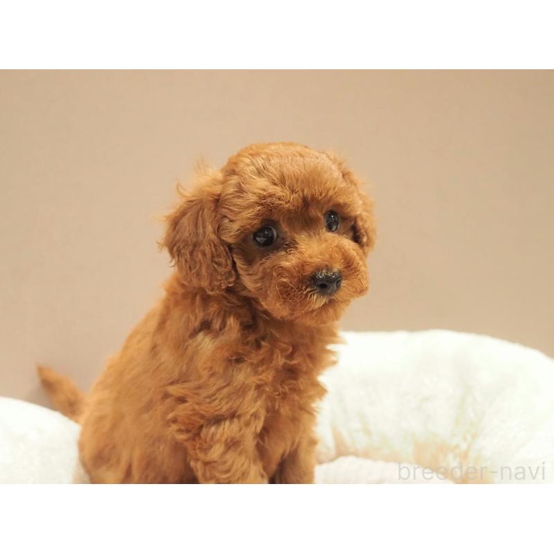 販売中の愛知県のタイニープードル-422949の6枚目