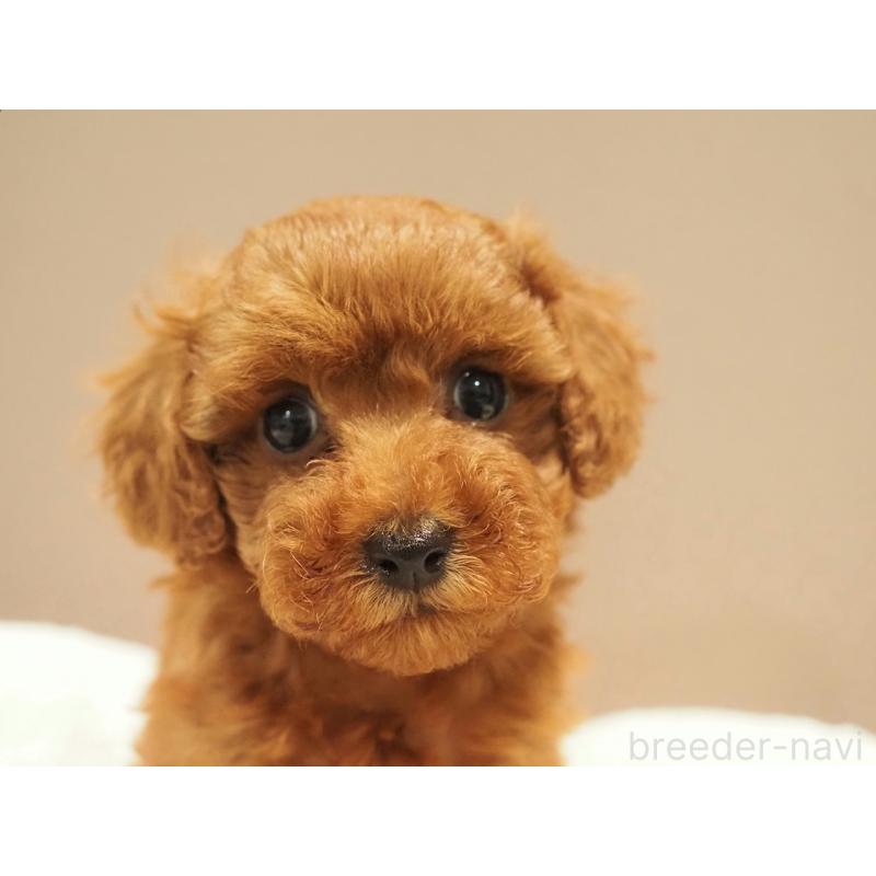 販売中の愛知県のタイニープードル-422949の5枚目