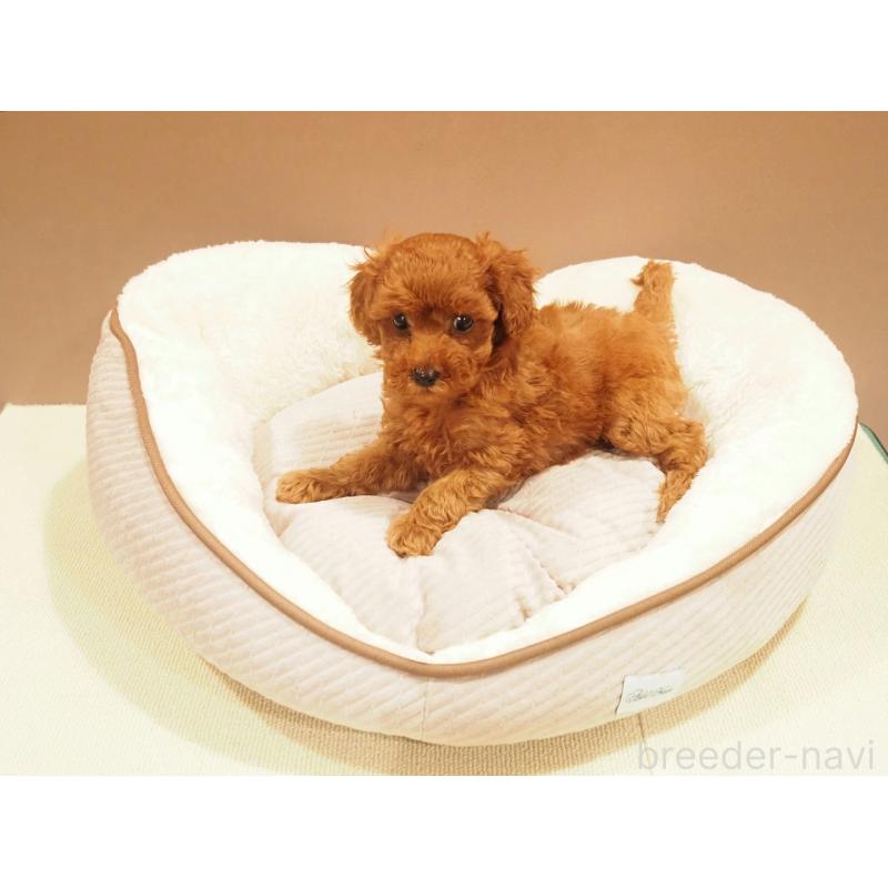 販売中の愛知県のタイニープードル-422949の4枚目