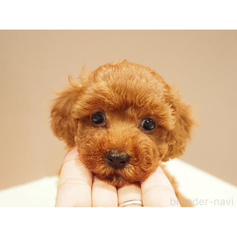 販売中の愛知県のタイニープードル-422949の3枚目