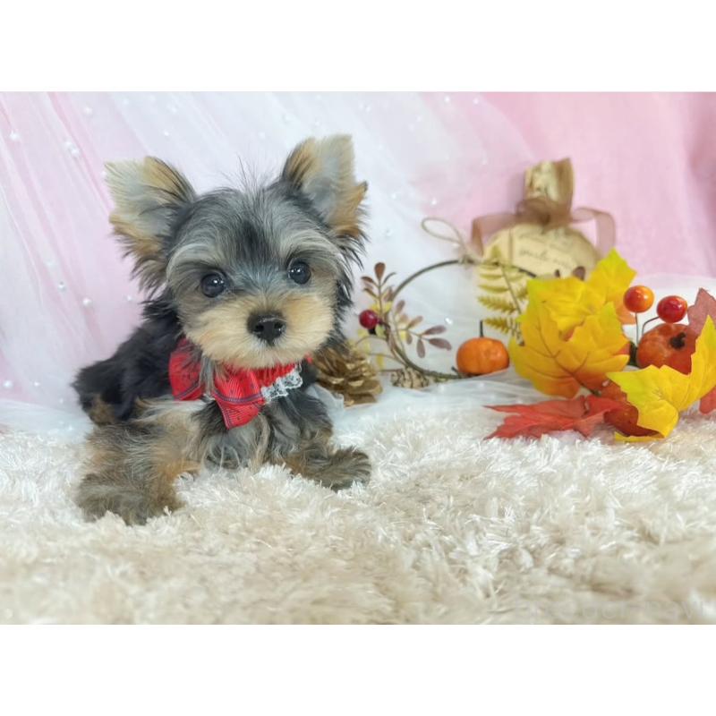 販売中の大阪府のヨークシャーテリア-416470の4枚目