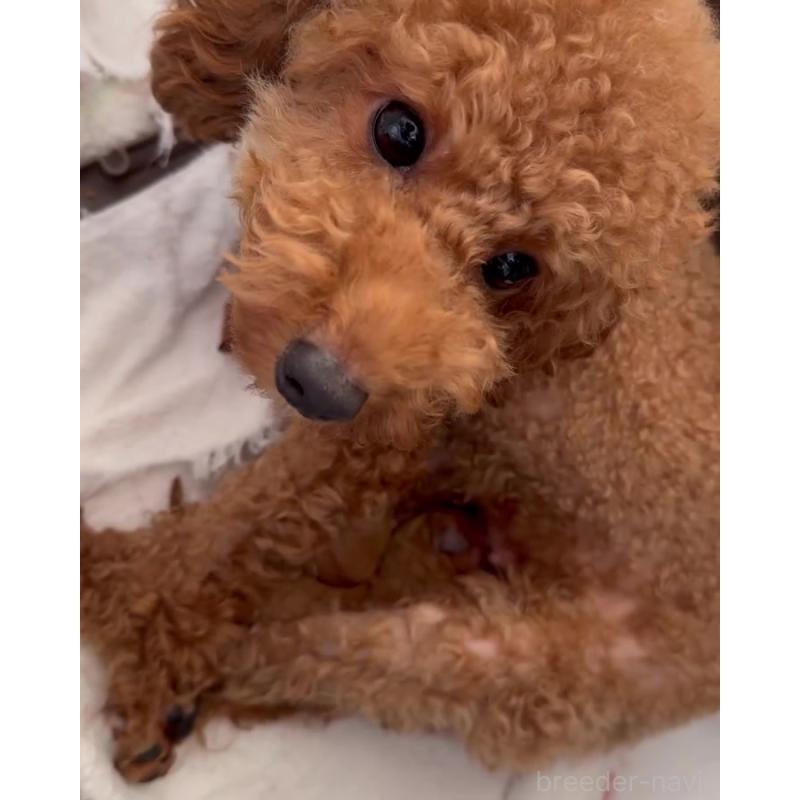 リコちゃん1枚目