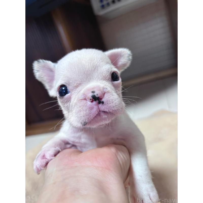 販売中の三重県のフレンチブルドッグ-421081