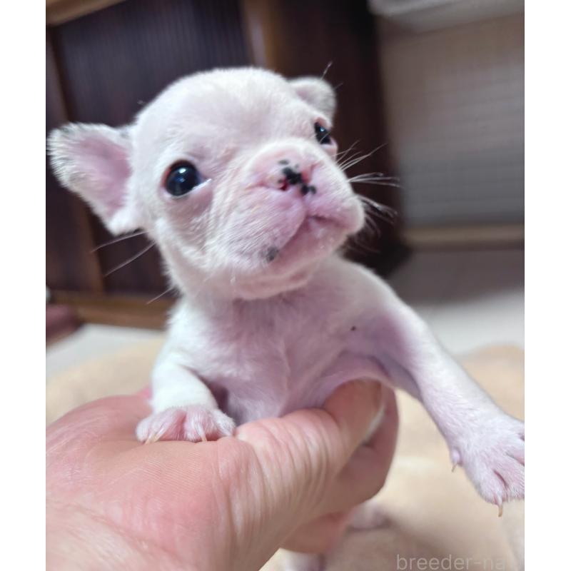 販売中の三重県のフレンチブルドッグ-421081の5枚目