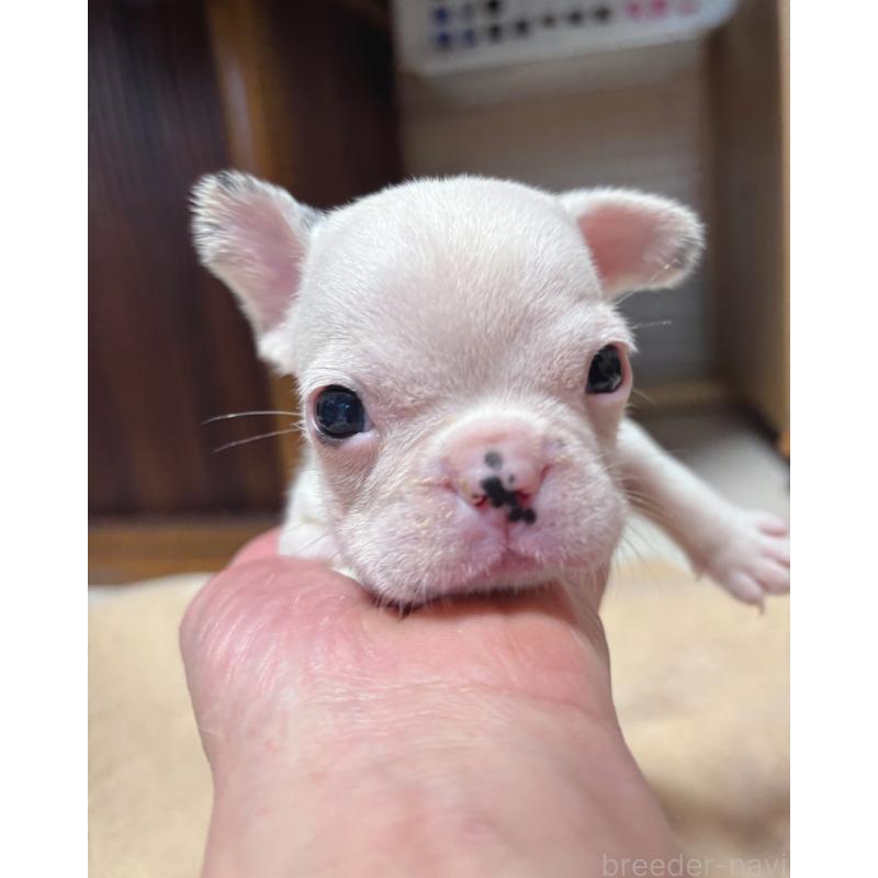 販売中の三重県のフレンチブルドッグ-421081の3枚目