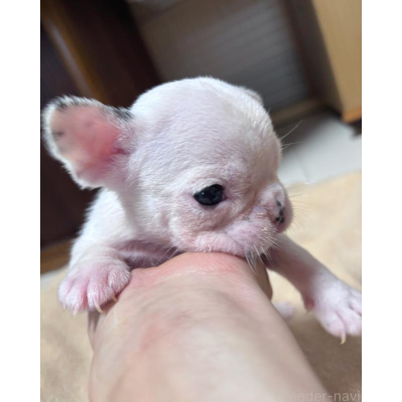 販売中の三重県のフレンチブルドッグ-421081の2枚目