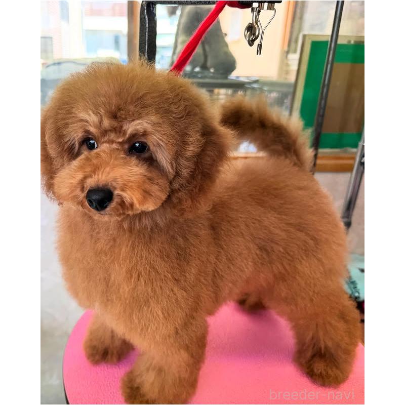 販売中の山梨県のミニチュアプードル-422950の4枚目