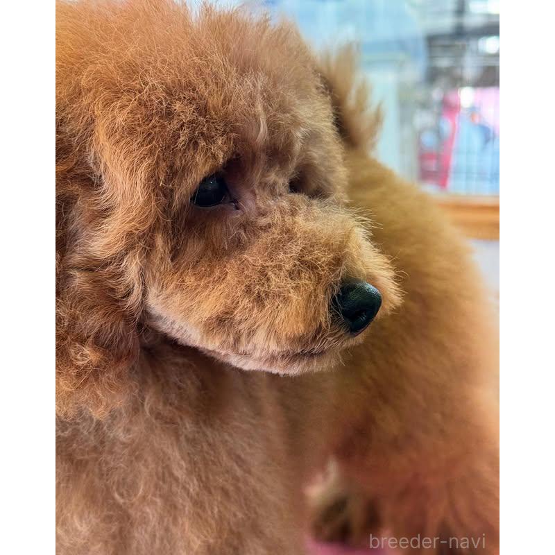 販売中の山梨県のミニチュアプードル-422950の3枚目