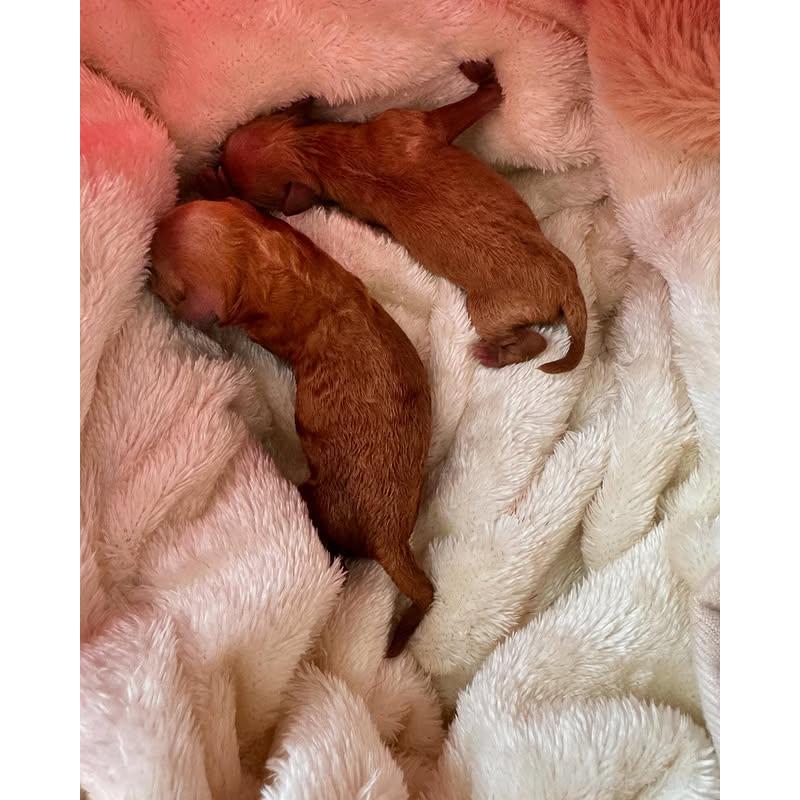 販売中の山梨県のミニチュアプードル-422950の2枚目