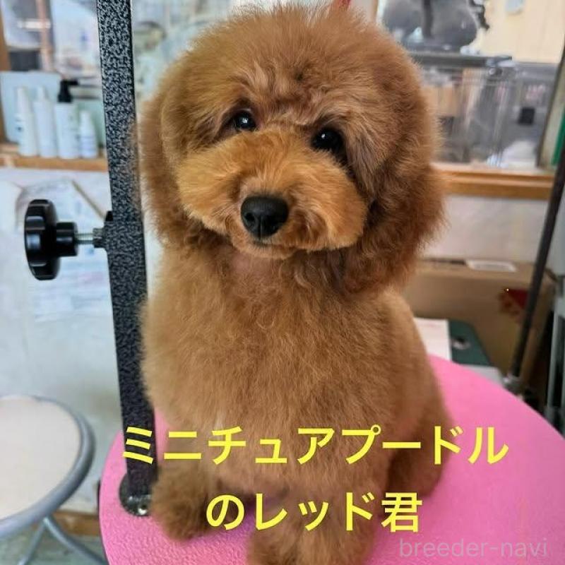 販売中の山梨県のミニチュアプードル-422950