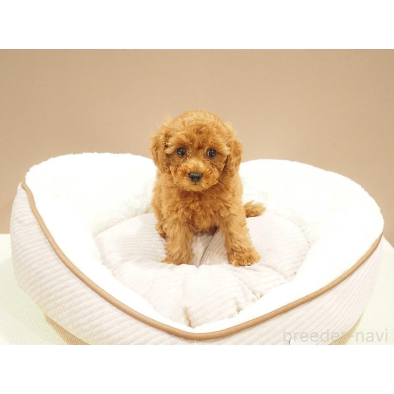 販売中の愛知県のタイニープードル-422951の6枚目