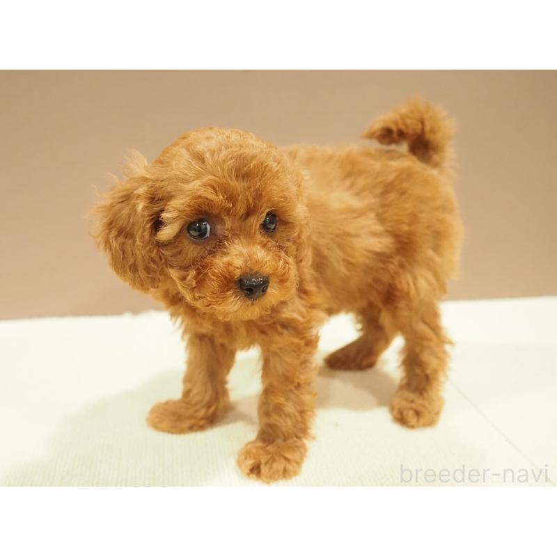 販売中の愛知県のタイニープードル-422951の4枚目