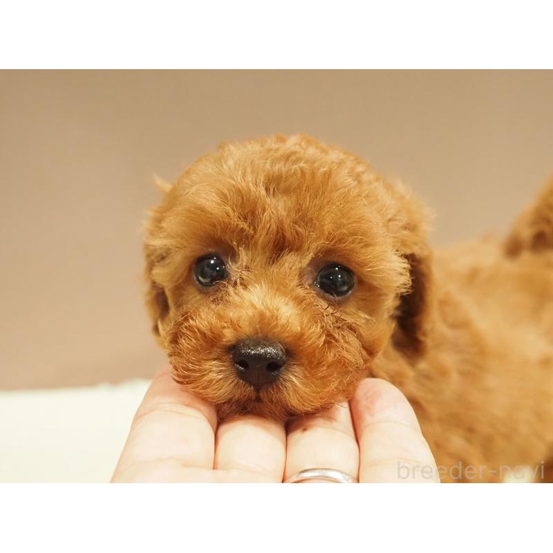 販売中の愛知県のタイニープードル-422951の3枚目