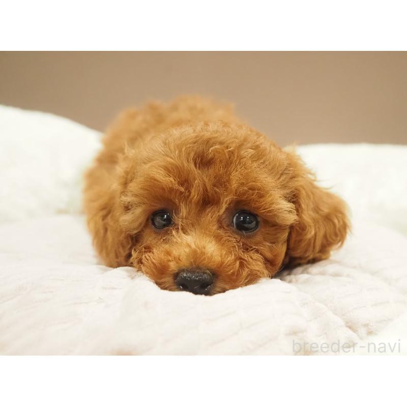 販売中の愛知県のタイニープードル-422951の2枚目