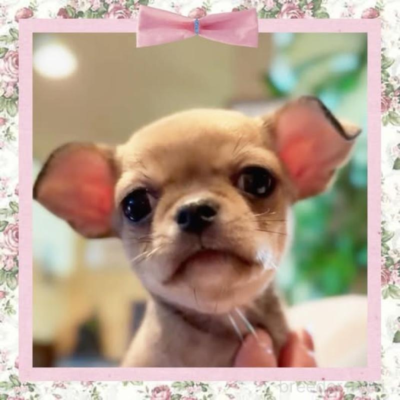 販売中ののチワワ(スムースコート)-411623