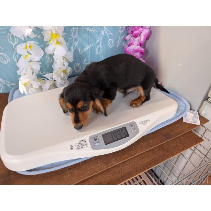 成約済の埼玉県のミニチュアダックスフンド(ロングヘアード)-412840の3枚目