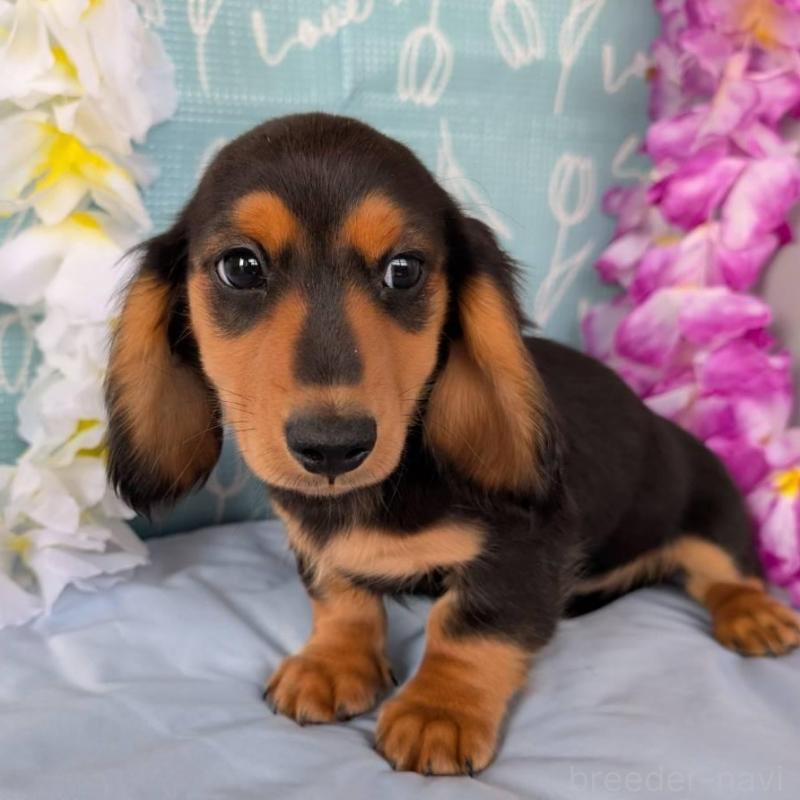 販売中の埼玉県のミニチュアダックスフンド(ロングヘアード)-412840