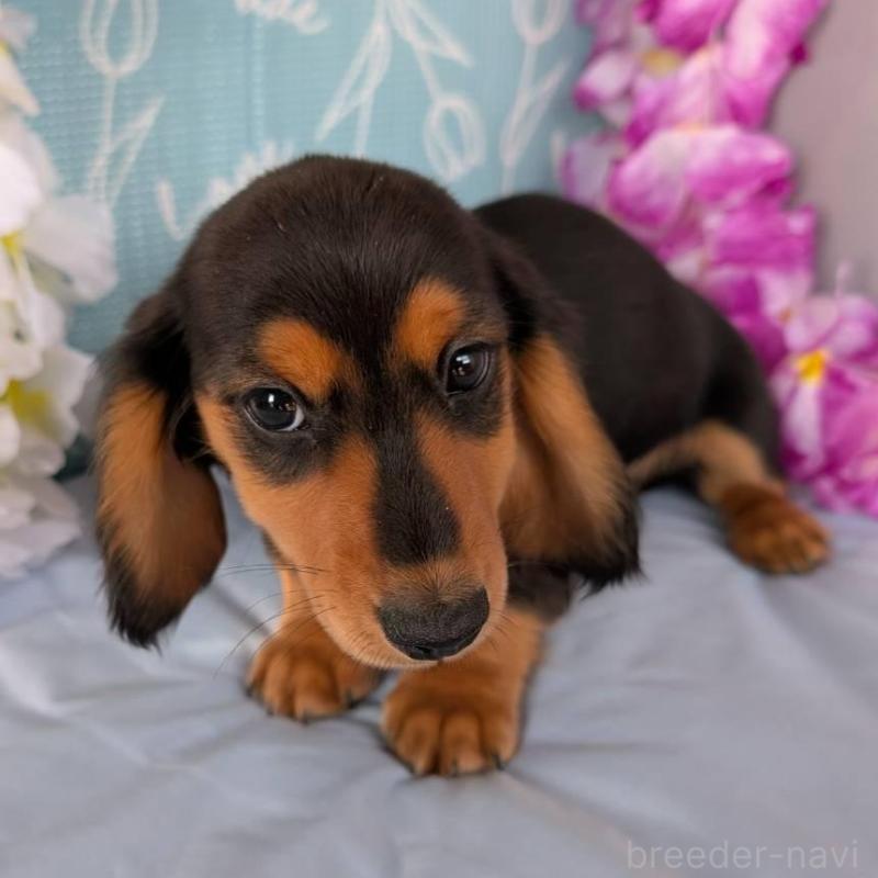 成約済の埼玉県のミニチュアダックスフンド(ロングヘアード)-412840の2枚目