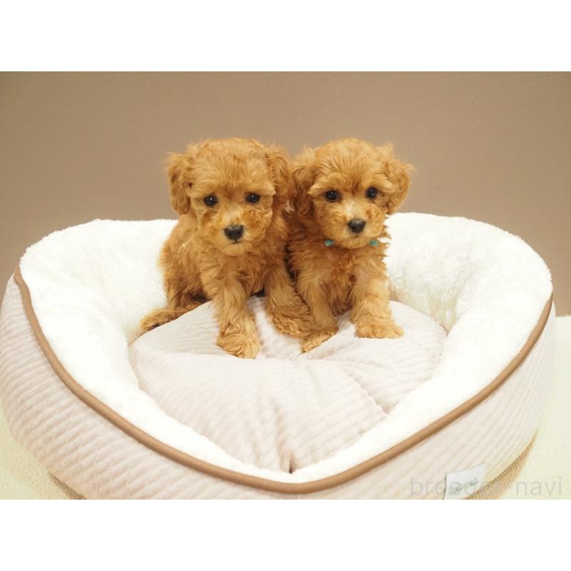 販売中の愛知県のタイニープードル-422952の6枚目