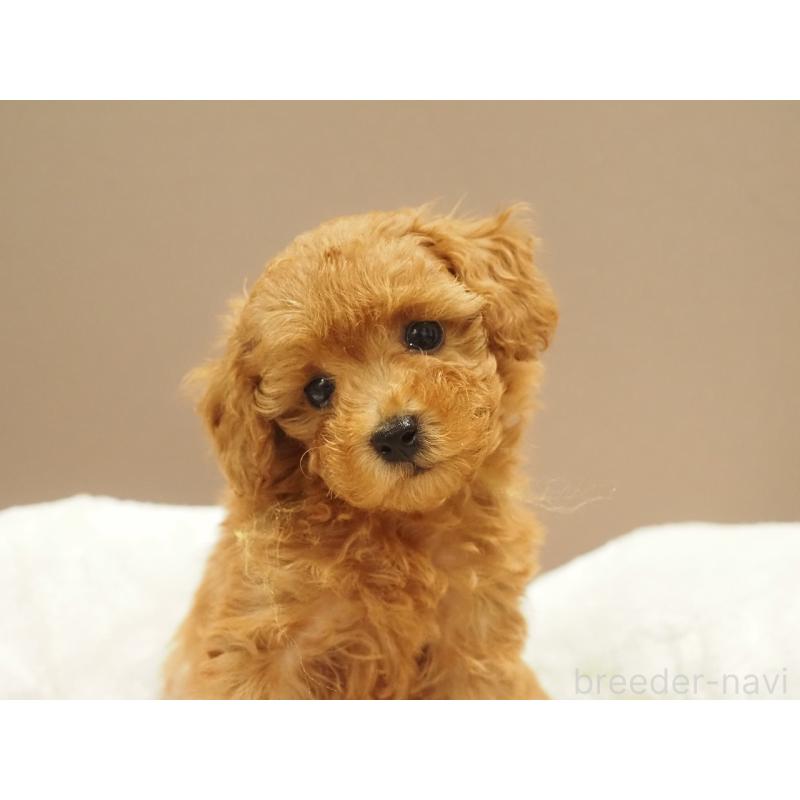 販売中の愛知県のタイニープードル-422952の5枚目