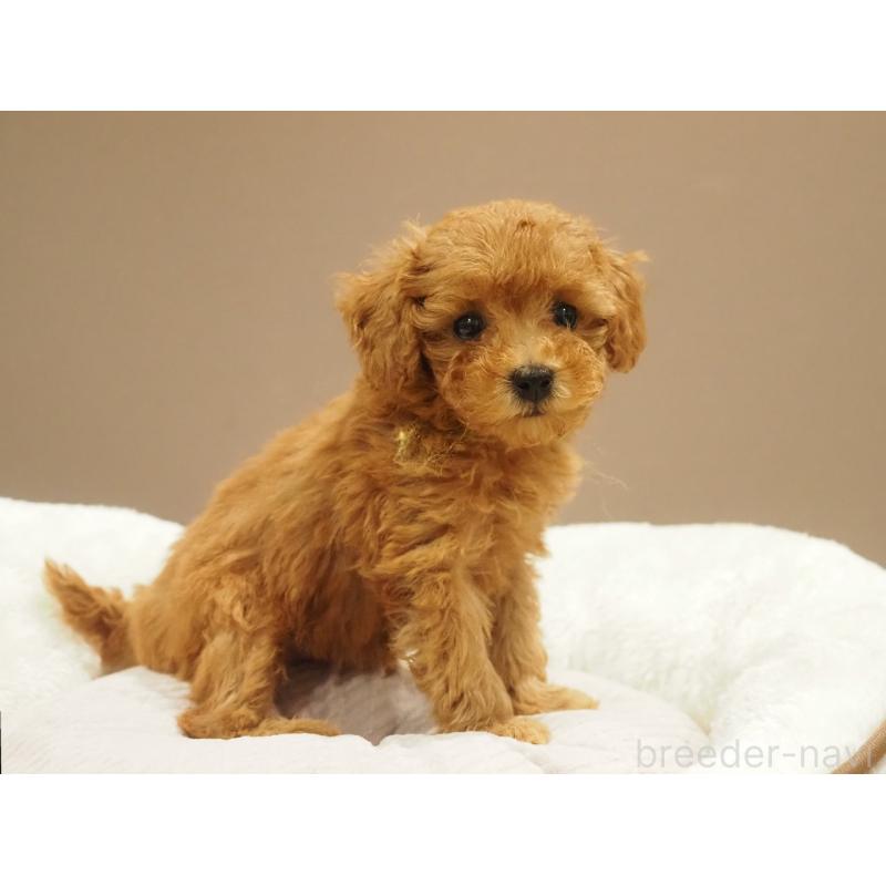 販売中の愛知県のタイニープードル-422952の3枚目