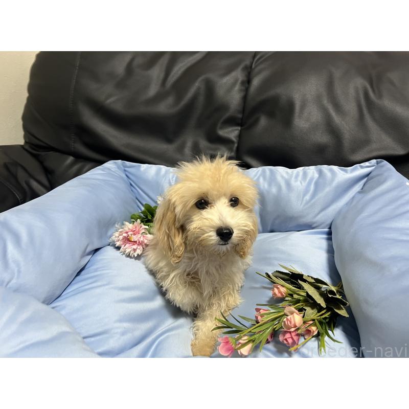 成約済の栃木県のマルプー:マルチーズ×トイプードル-410734の8枚目