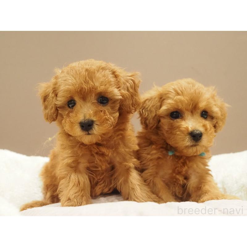 販売中の愛知県のタイニープードル-422952の2枚目