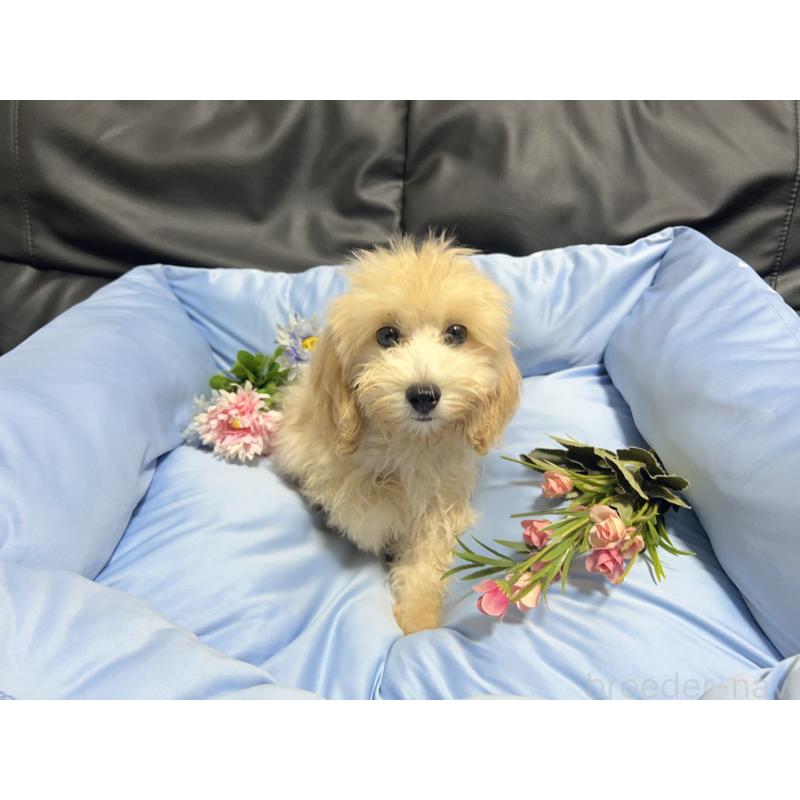 成約済の栃木県のマルプー:マルチーズ×トイプードル-410734の7枚目