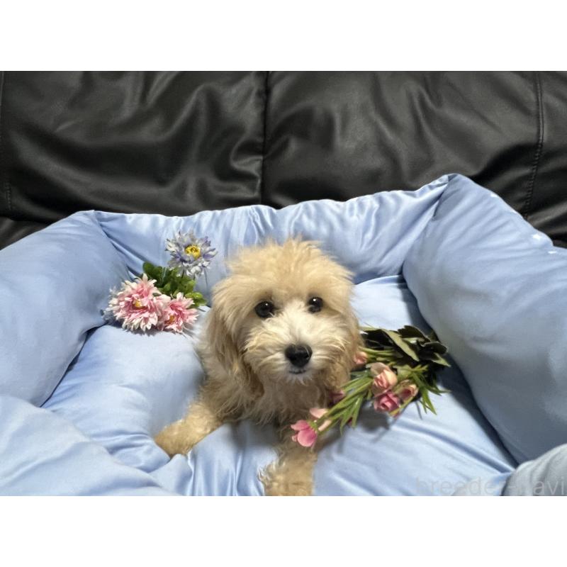 成約済の栃木県のマルプー:マルチーズ×トイプードル-410734の6枚目