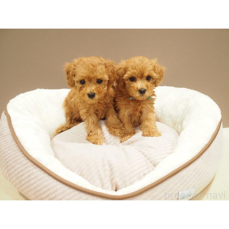 販売中の愛知県のタイニープードル-422953の6枚目