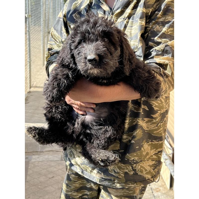 販売中の福岡県のバーニードゥードル:バーニーズ×スタンダードプードル-422955