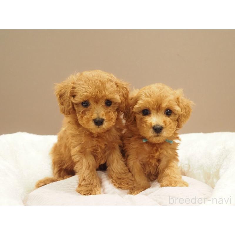 販売中の愛知県のタイニープードル-422953の5枚目