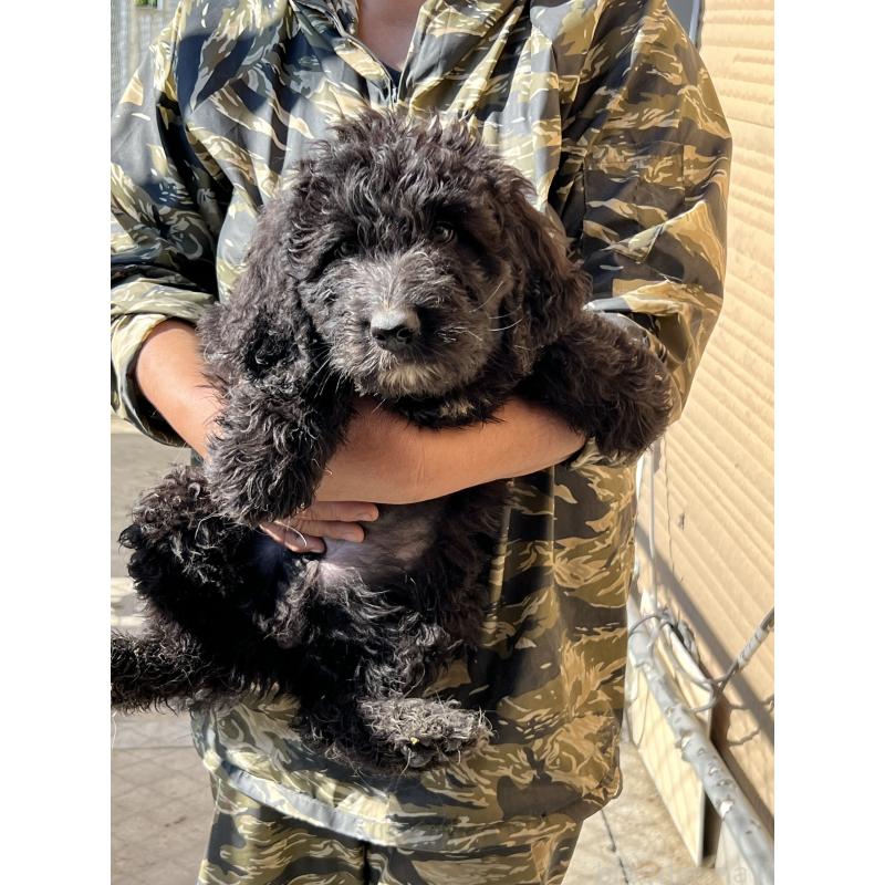 販売中の福岡県のバーニードゥードル:バーニーズ×スタンダードプードル-422955の4枚目