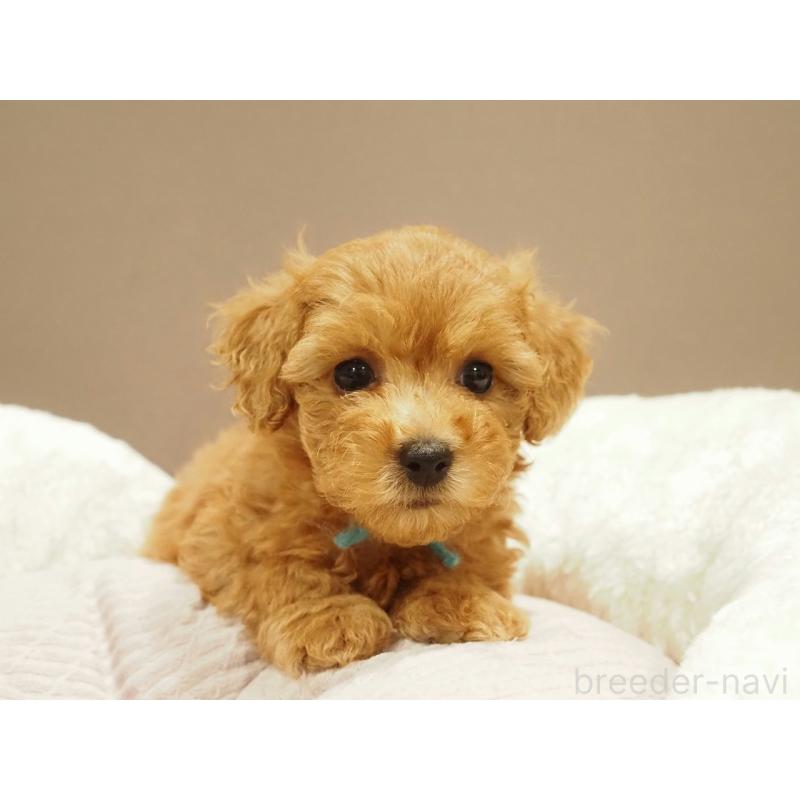 販売中の愛知県のタイニープードル-422953の4枚目