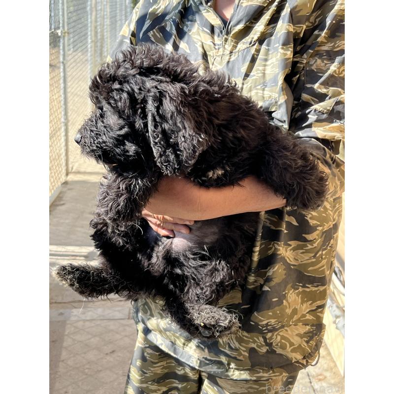 販売中の福岡県のバーニードゥードル:バーニーズ×スタンダードプードル-422955の3枚目