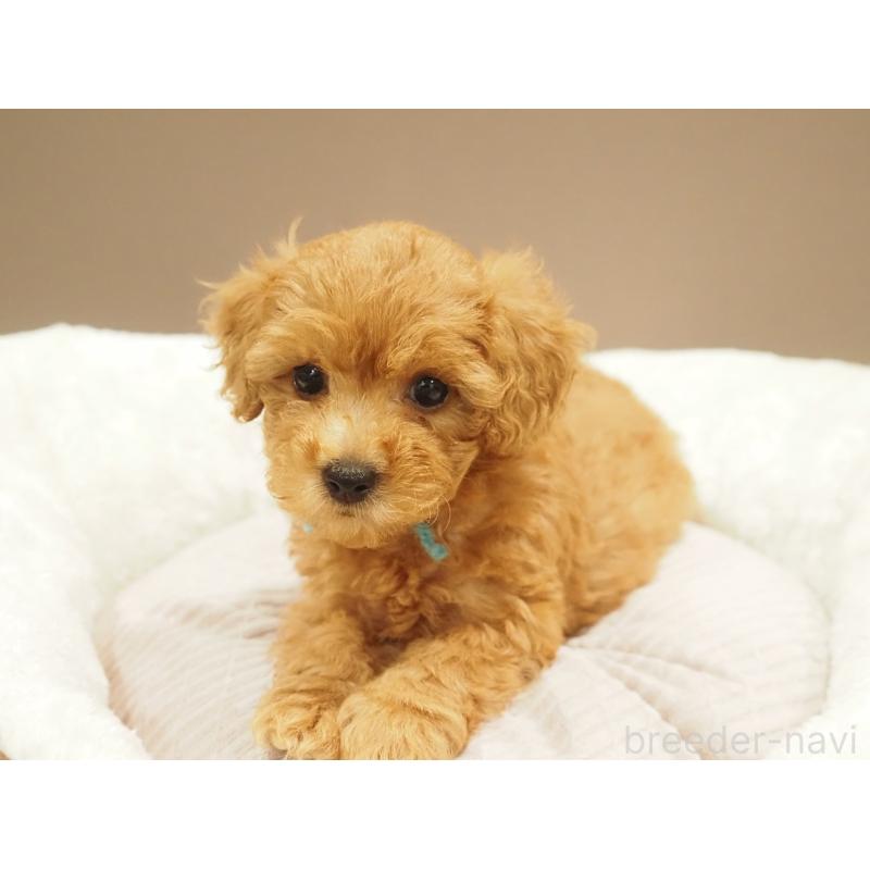 販売中の愛知県のタイニープードル-422953の3枚目