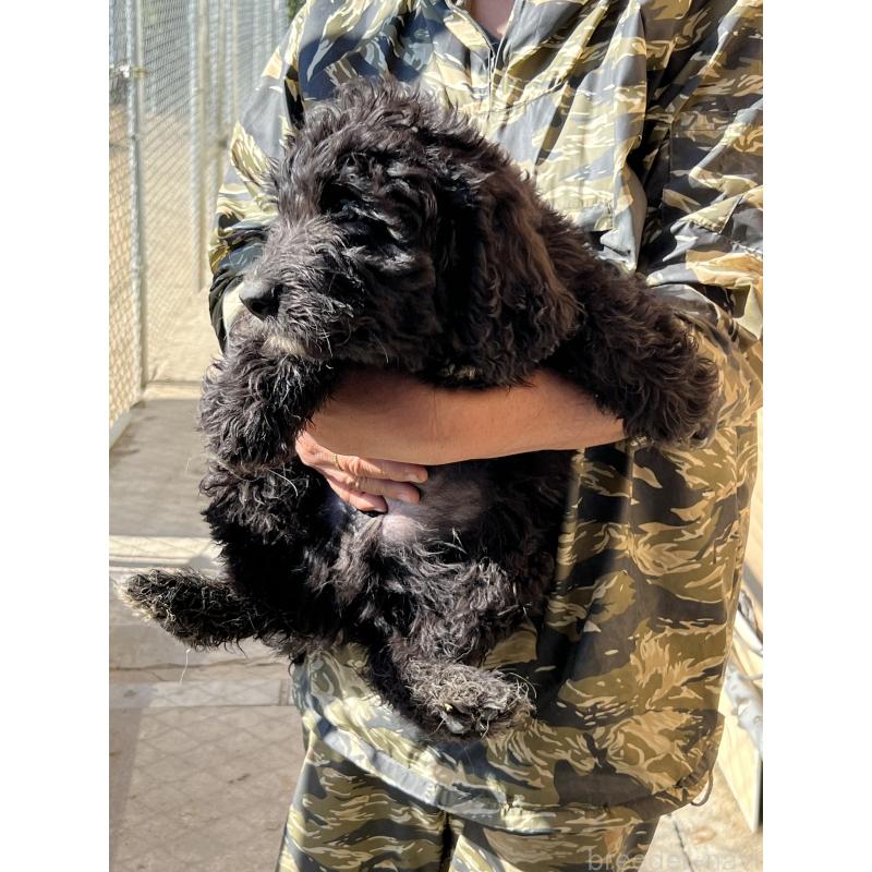 販売中の福岡県のバーニードゥードル:バーニーズ×スタンダードプードル-422955の2枚目