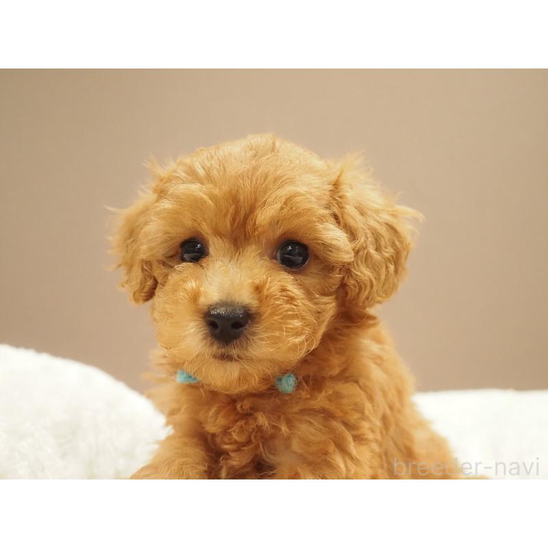 販売中の愛知県のタイニープードル-422953の2枚目