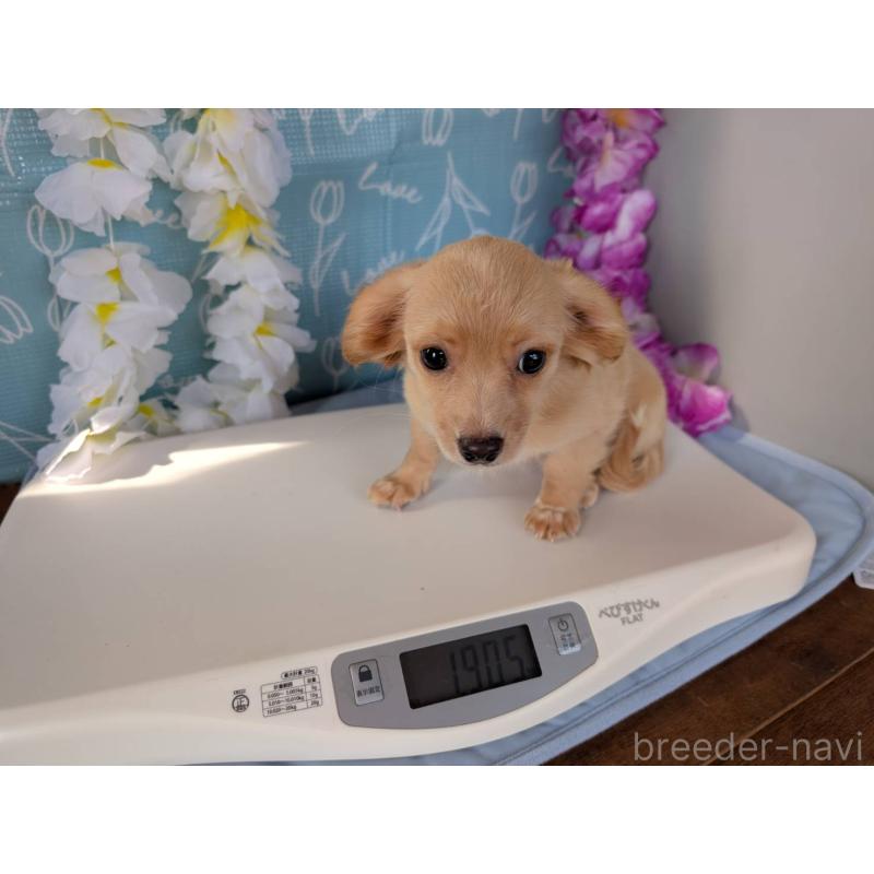 販売中の埼玉県のチワックス:チワワ×ミニチュアダックスフンド-411706の5枚目