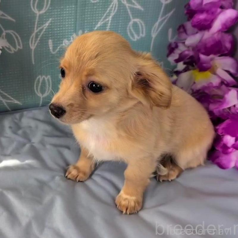 販売中の埼玉県のチワックス:チワワ×ミニチュアダックスフンド-411706の2枚目