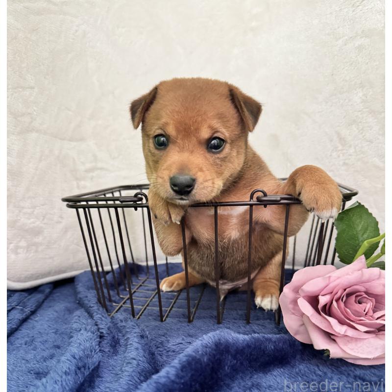 販売中の岡山県のミックス犬-422954の7枚目