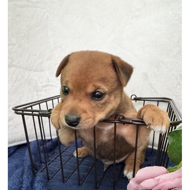 販売中の岡山県のミックス犬-422954の6枚目